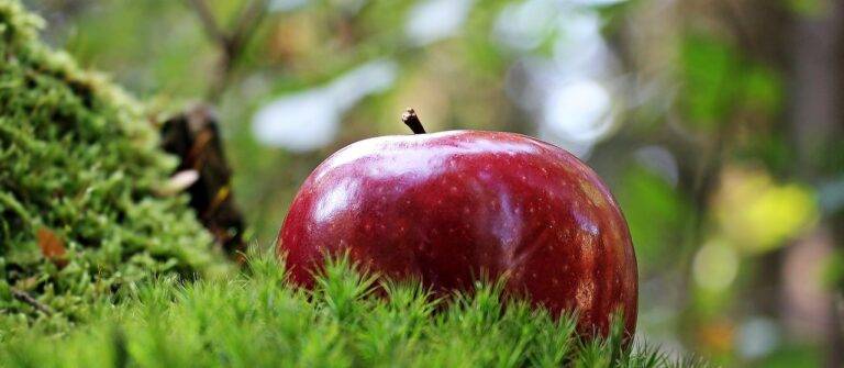 The Rise of Food Allergies: Causes, Prevention, and Treatment